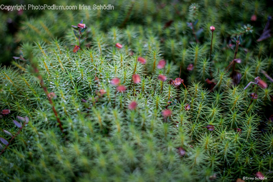 Plant, Tree, Fir, Abies, Conifer