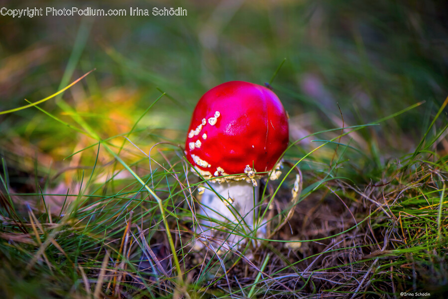 Plant, Amanita, Agaric, Fungus, Mushroom