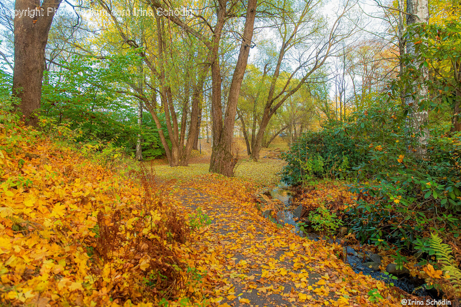 Tree, Plant, Leaf, Ground, Tree Trunk
