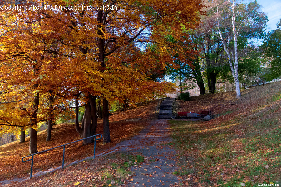 Tree, Plant, Tree Trunk, Leaf, Maple