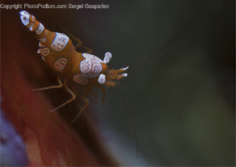 Insect, Animal, Invertebrate, Sea Life, Seafood