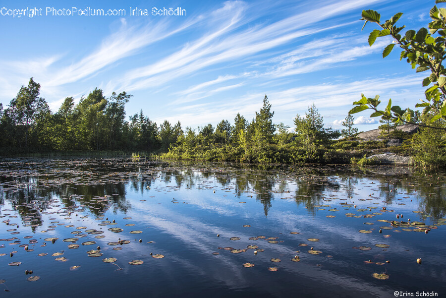 Land, Nature, Outdoors, Water, Tree
