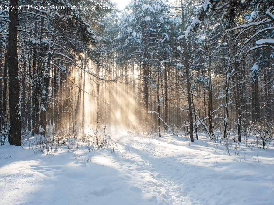 Tree, Plant, Nature, Outdoors, Vegetation