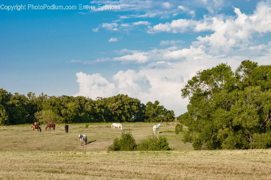 Nature, Field, Grassland, Outdoors, Farm