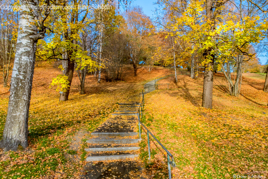 Tree, Plant, Tree Trunk, Leaf, Handrail
