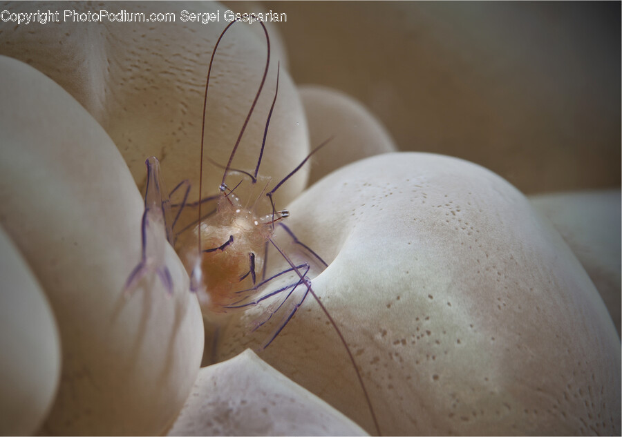 Animal, Invertebrate, Garden Spider, Spider, Insect