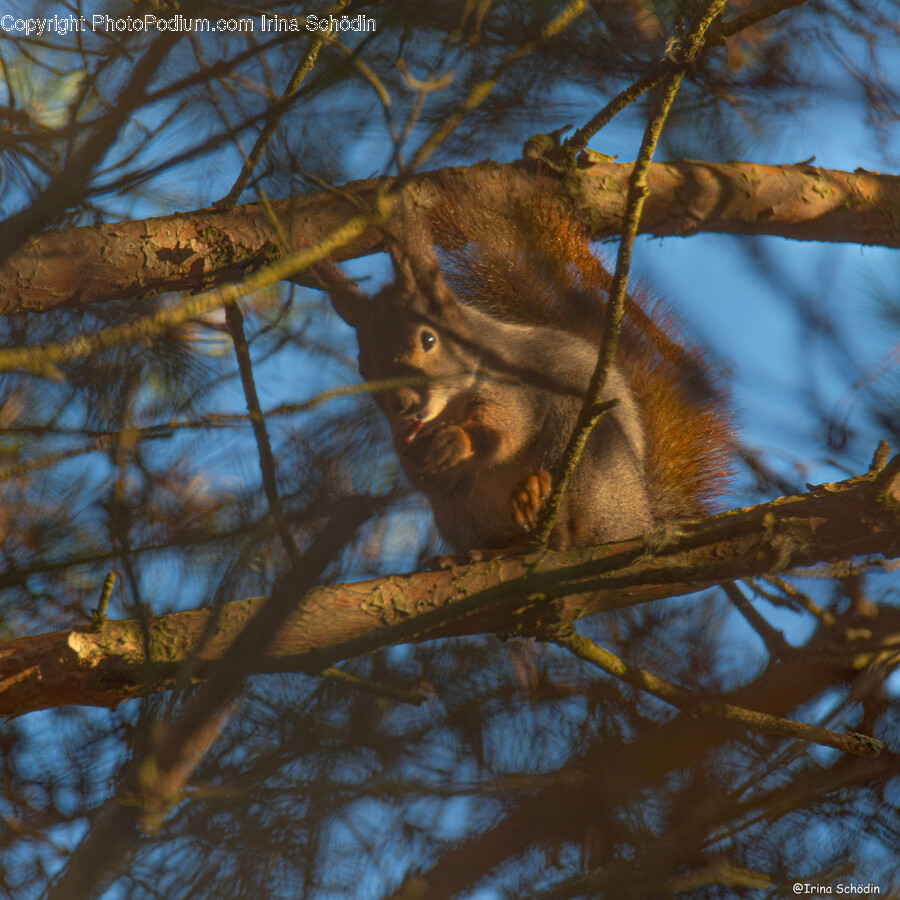 Mammal, Animal, Wildlife, Tree, Plant