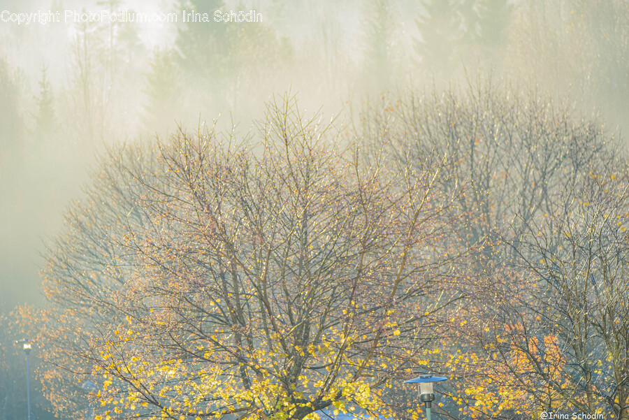 Weather, Nature, Outdoors, Fog, Mist