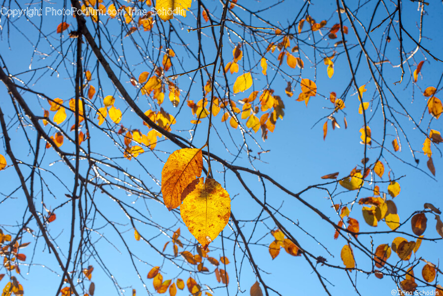 Leaf, Plant, Tree, Tree Trunk, Sky