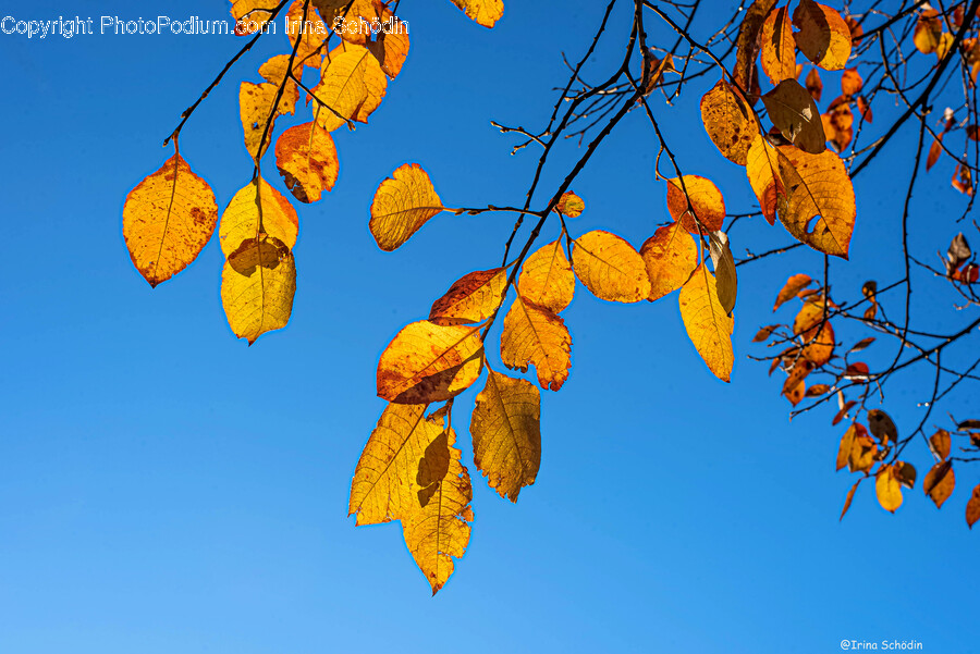 Leaf, Plant, Tree, Sky, Outdoors