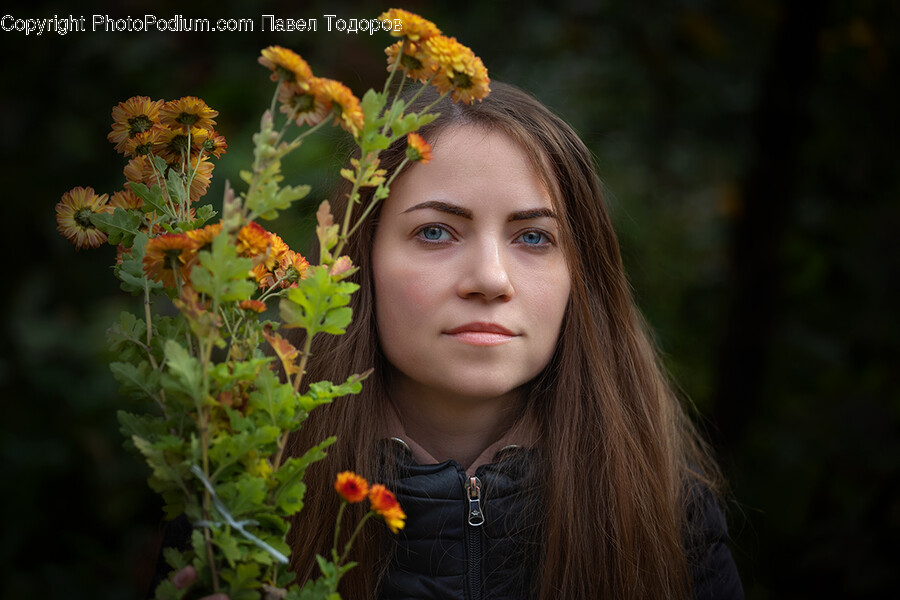 Daisy, Flower, Plant, Flower Bouquet, Flower Arrangement