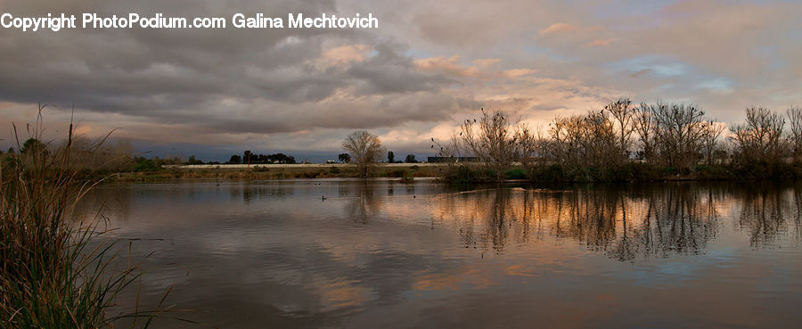 Flood, Grass, Plant, Reed, Land, Marsh, Outdoors