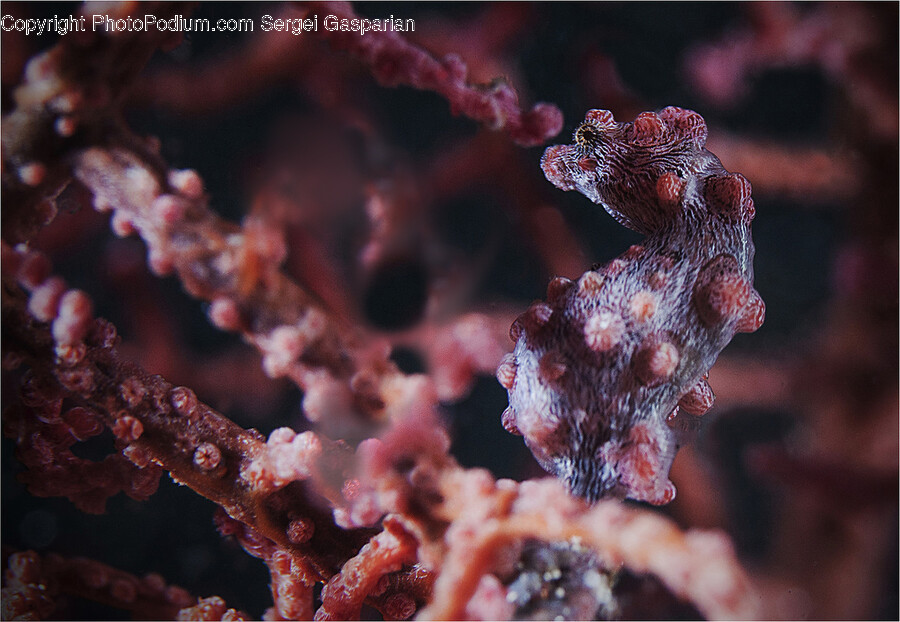 Sea Life, Animal, Mammal, Seahorse, Reef