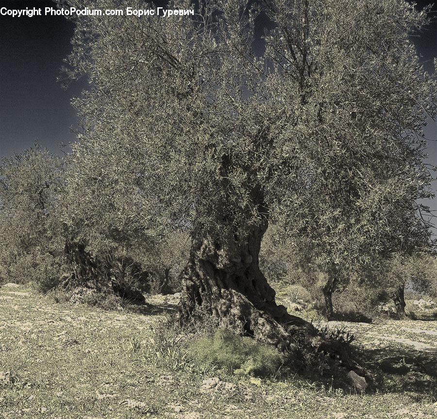 Oak, Tree, Wood, Bush, Plant, Vegetation, Conifer