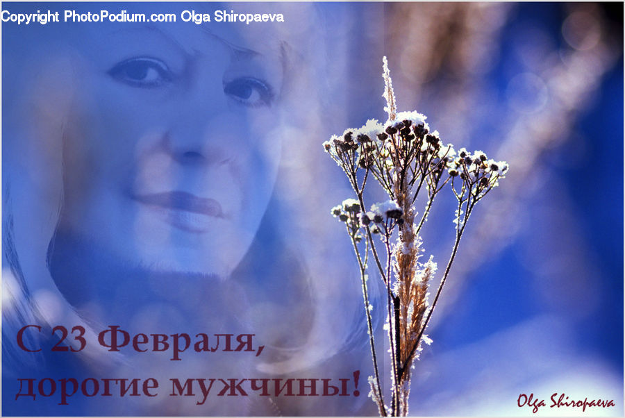 Brochure, Flyer, Poster, License, Text