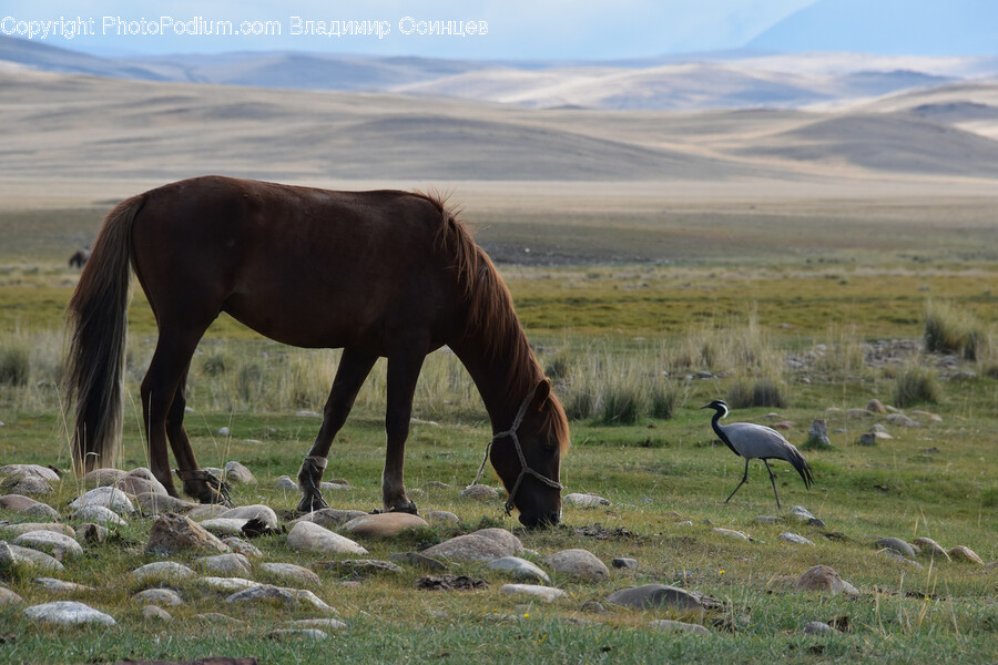 Grassland, Field, Nature, Outdoors, Pasture