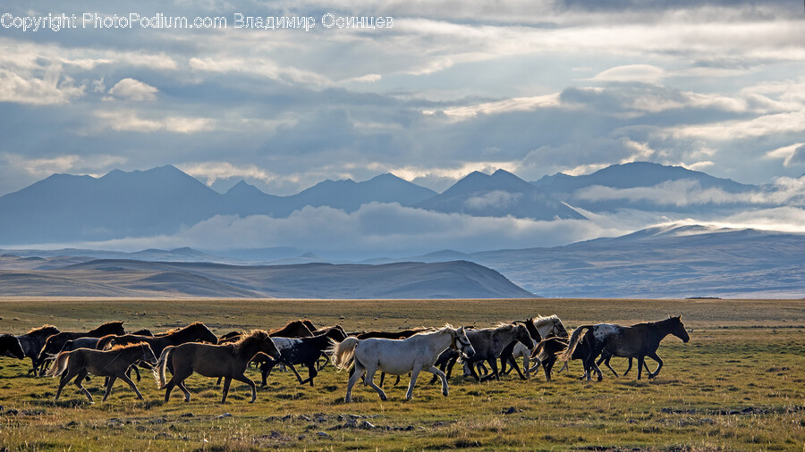 Grassland, Field, Nature, Outdoors, Pasture
