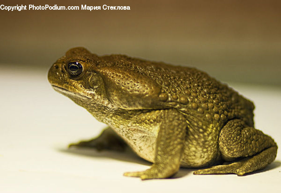 Amphibian, Frog, Wildlife, Toad