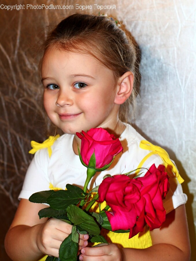 Rose, Flower, Plant, Flower Arrangement, Flower Bouquet