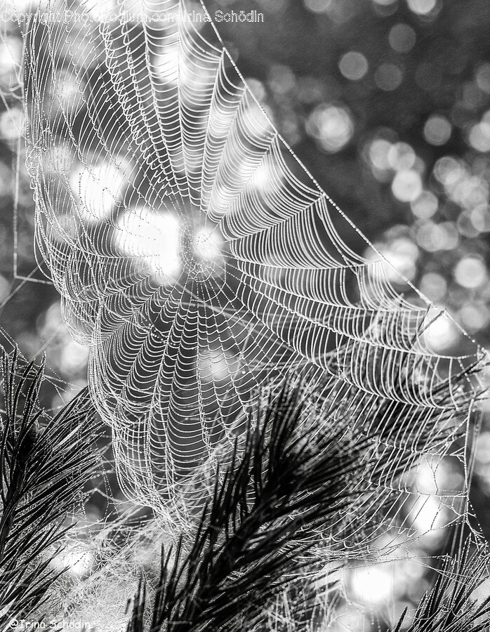 Spider Web, Plant, Spider, Invertebrate, Animal