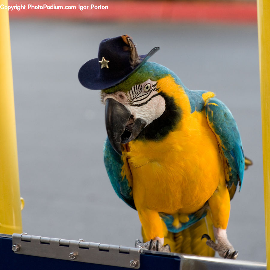 Bird, Macaw, Parrot, Beak