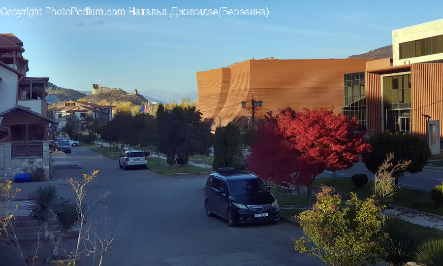 Tree, Plant, Neighborhood, City, Car