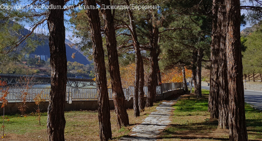 Tree, Tree Trunk, Plant, Path, Sidewalk