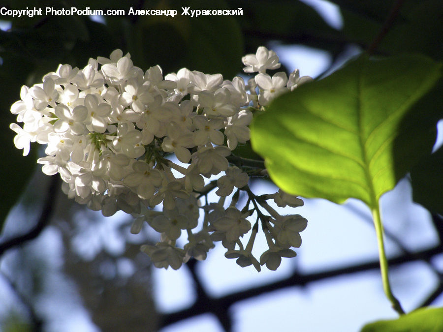 Blossom, Flora, Flower, Plant, Lilac, Cherry Blossom, Daisies