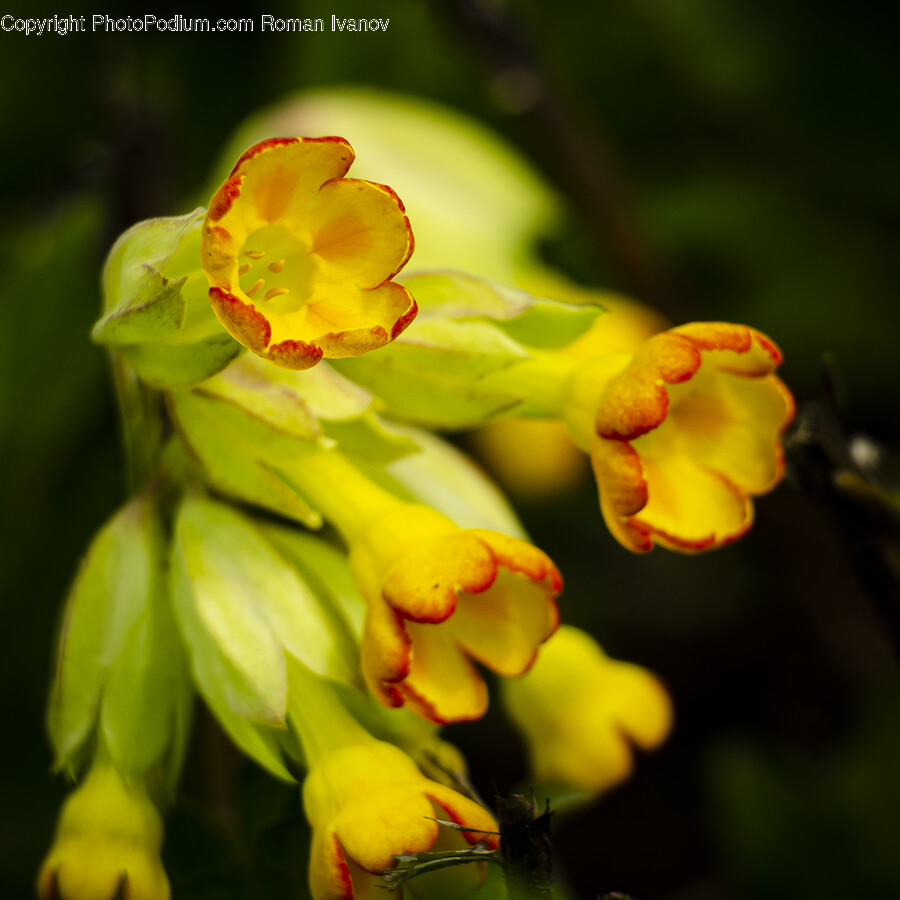 Petal, Flower, Plant, Geranium, Daffodil