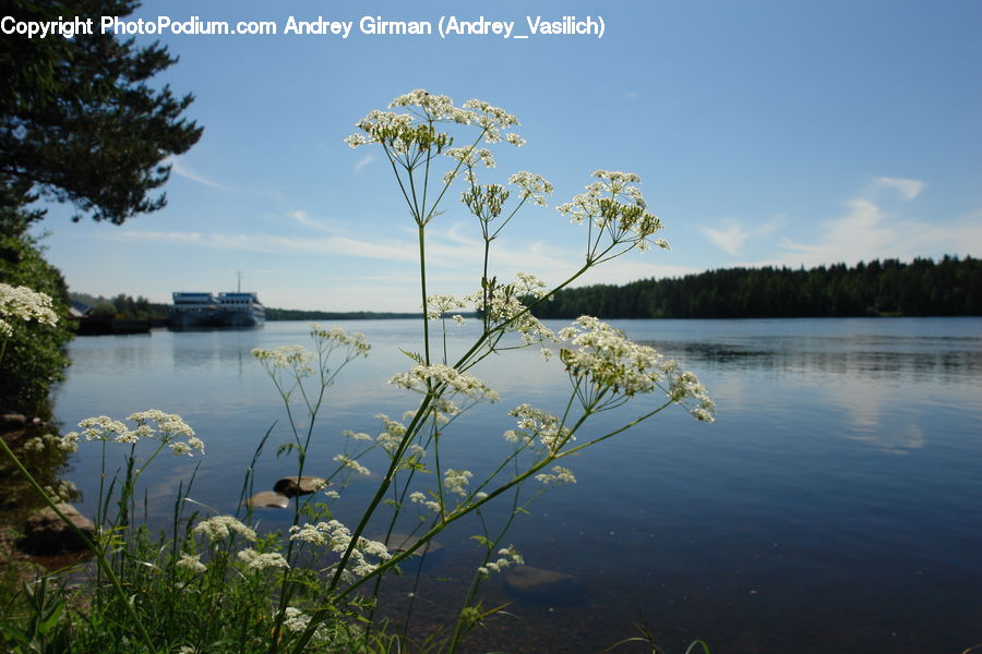 Blossom, Flora, Flower, Plant, Lake, Outdoors, Water