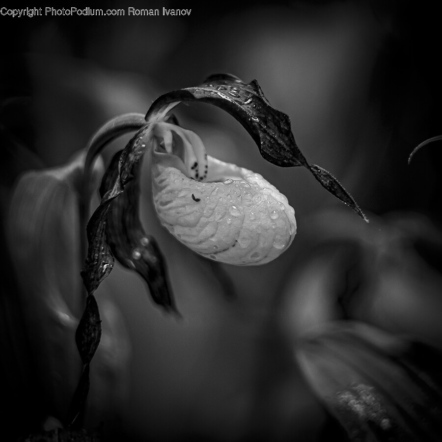 Flower, Plant, Petal, Acanthaceae, Person