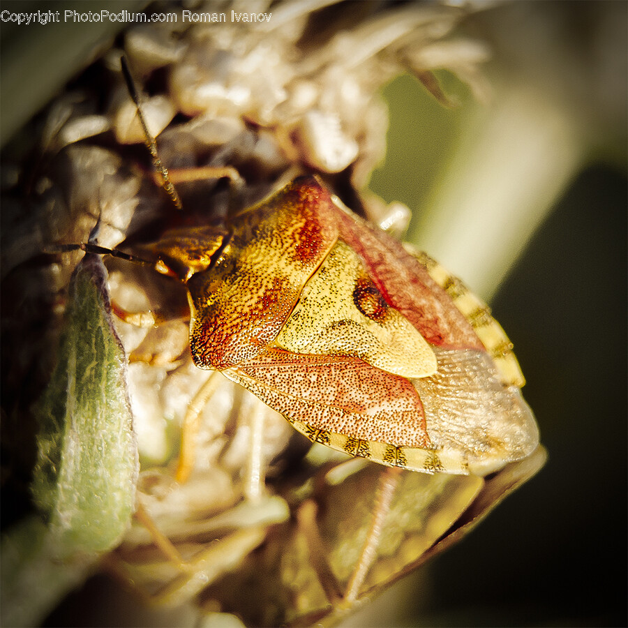 Cricket Insect, Animal, Insect, Invertebrate, Wasp