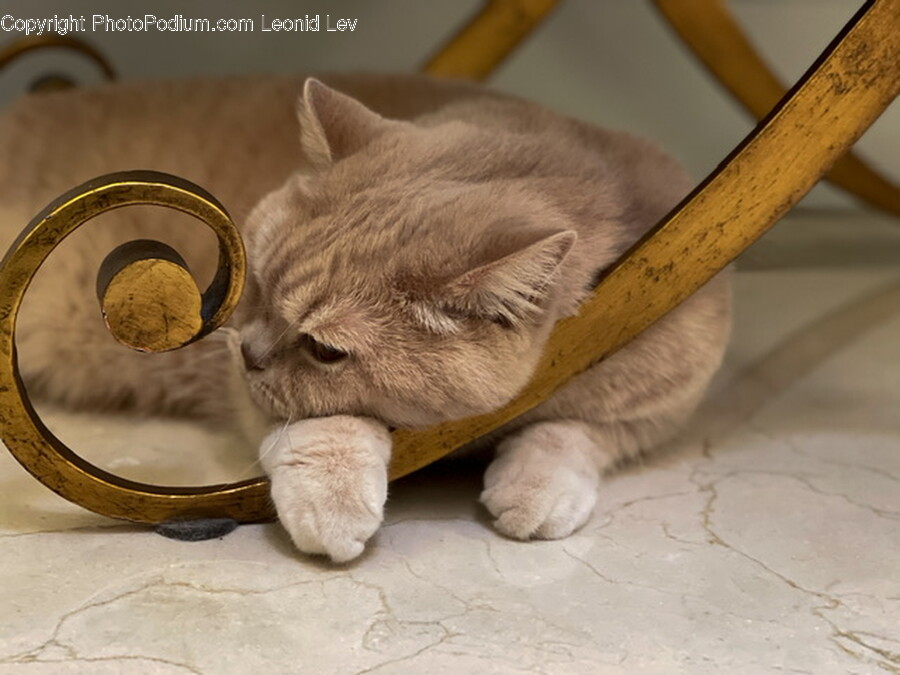 Kitten, Cat, Pet, Animal, Mammal