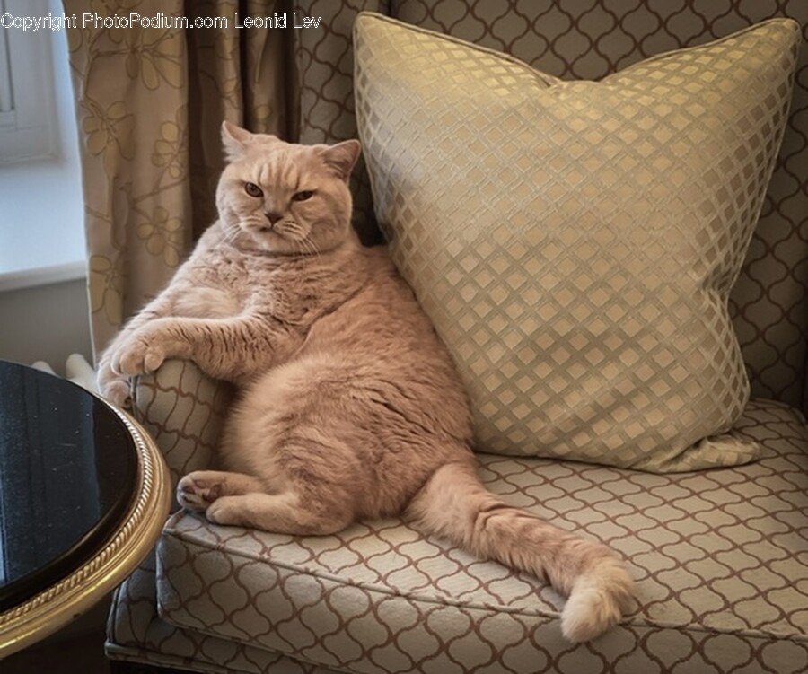 Cushion, Home Decor, Pillow, Furniture, Cat