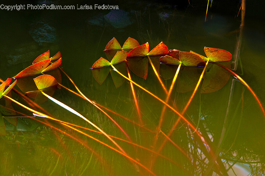 Leaf, Plant, Pond, Nature, Water