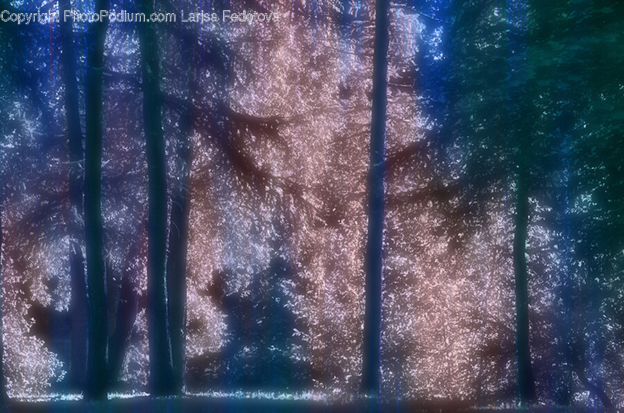 Grove, Vegetation, Woodland, Tree, Land