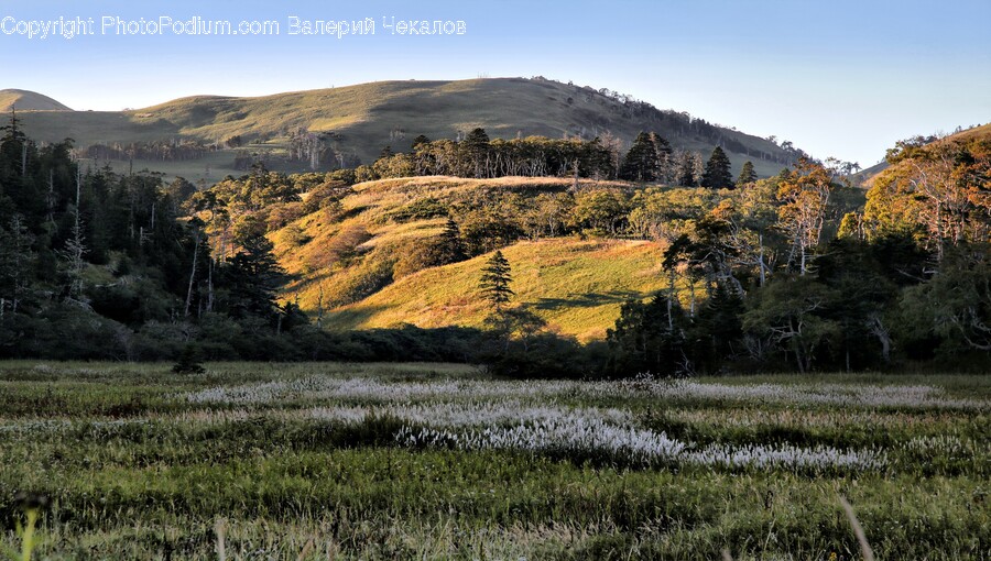 Tree, Plant, Fir, Grassland, Nature