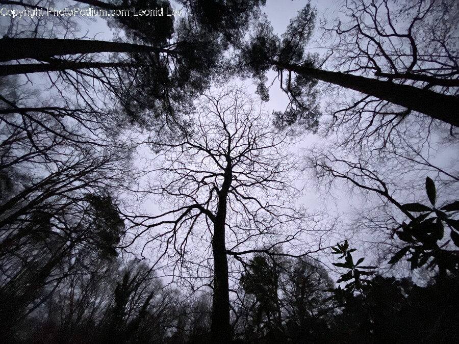 Tree, Plant, Vegetation, Tree Trunk, Woodland