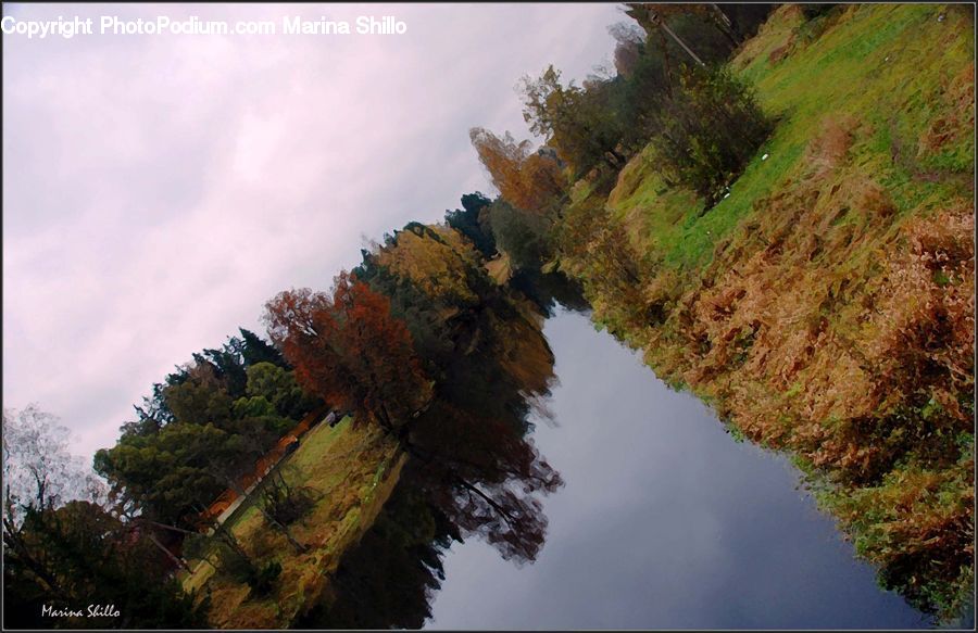 Conifer, Fir, Plant, Tree, Forest, Jungle, Nature