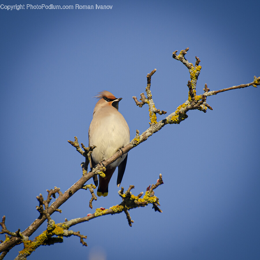 Finch, Bird, Animal, Jay, Wren