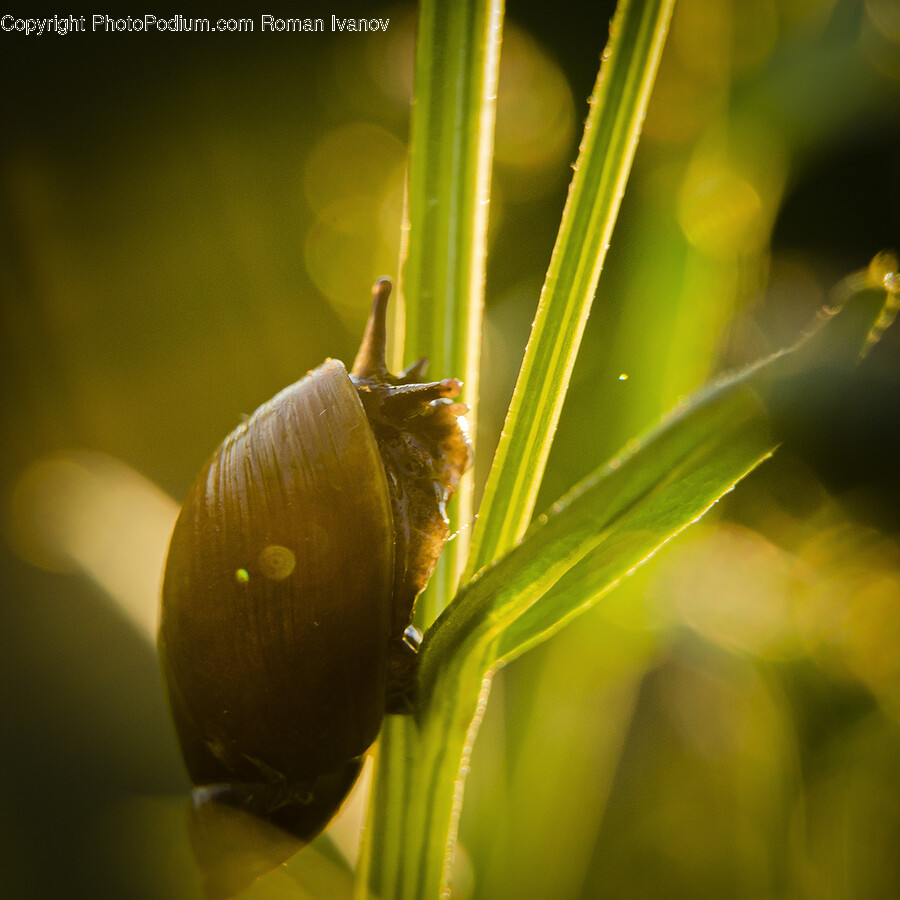 Plant, Animal, Snail, Invertebrate, Insect