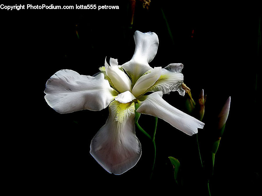 Flora, Flower, Gladiolus, Plant, Blossom, Petal, Daffodil