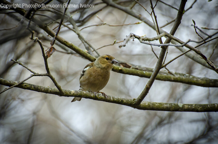 Finch, Bird, Animal, Anthus, Sparrow