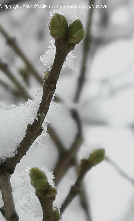 Bud, Flower, Sprout, Plant, Ice