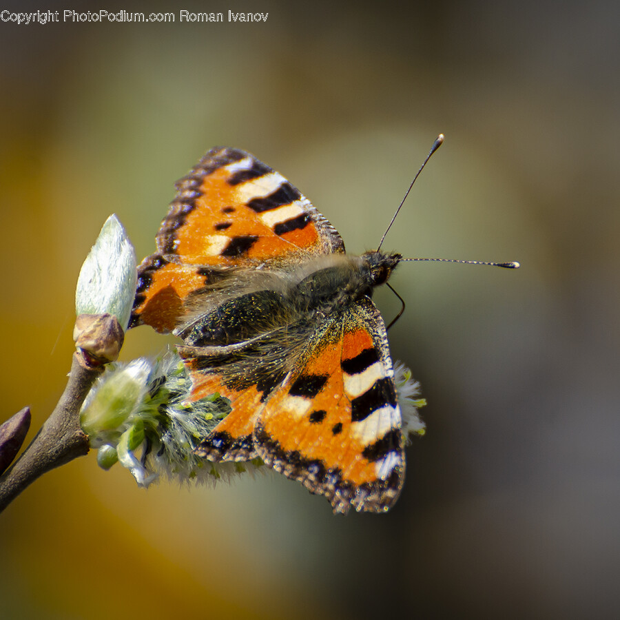 Animal, Butterfly, Insect, Invertebrate, Monarch