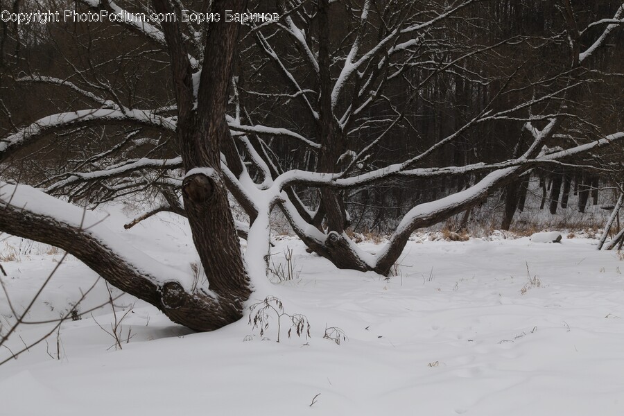 Tree Trunk, Tree, Plant, Nature, Outdoors