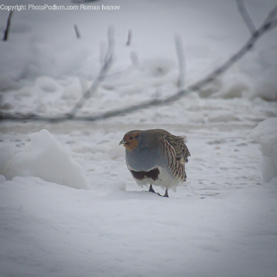 Partridge, Bird, Animal, Ice, Outdoors