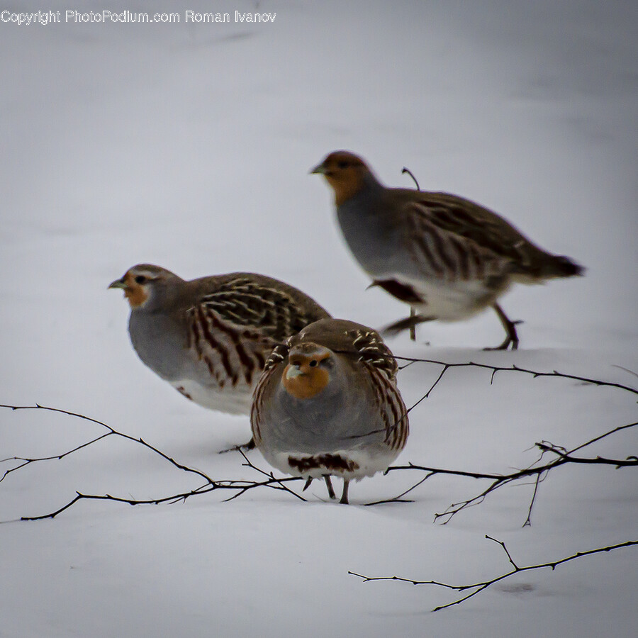 Partridge, Bird, Animal, Finch, Quail