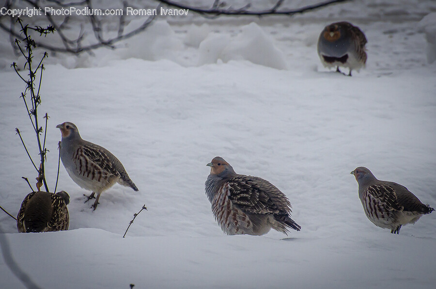 Partridge, Bird, Animal, Outdoors, Quail
