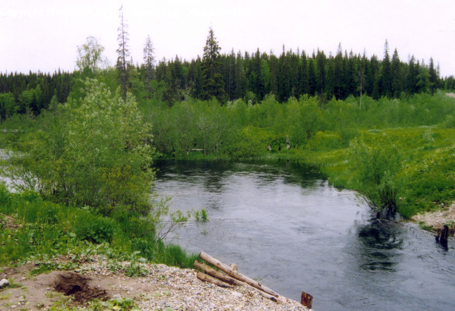 Outdoors, Pond, Water, Conifer, Fir, Plant, Tree
